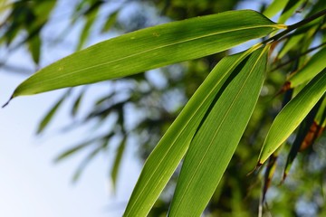 Bamboo fronds, Jersey, U.K. Plant in sunlight.