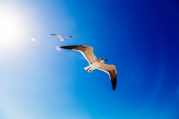 aves