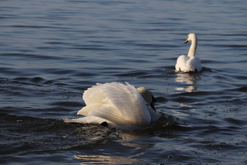 Łabędź, samiec broni terytorium, Jezioro Zegrzyńskie © Monika