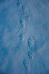 Snowshoe Hare tracks.