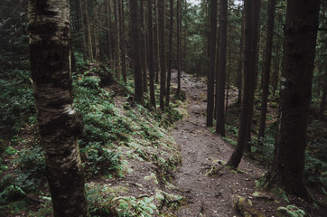 The road in a pine forest. The path through the trees at dusk