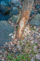 Tree, chewed by beaver.