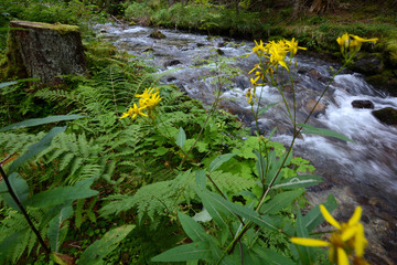 beautiful landscape in northern Styria, Austria