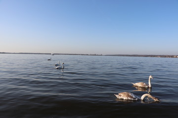 Młode Łabędzie, Jezioro Zegrzyńskie © Monika