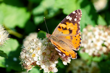 Obraz na płótnie Canvas A butterfly sits on the flowers of a shrub.