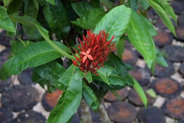 Beautiful blossoming Ixora Coccinea Garden in Mauritius