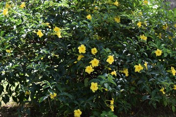 Scenic plant of Pentalinon luteum yellow flowe in Garden Mauritius