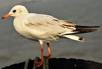 Beautiful Seagull sitting on the edge of a ship
