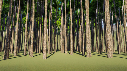 Forest and Tree Background 3D Rendering