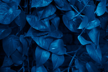 Trend color 2020 classic blue, top view, layout for design. Beautiful natural background with exotic leaves in blue trendy color. Trendy color concept of the year, classic blue background.