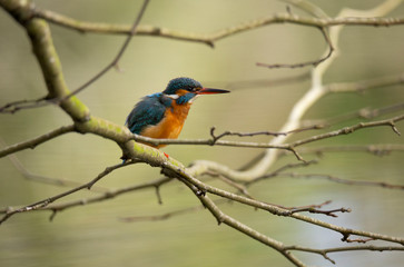 Kingfisher (Alcedo atthis) also known as 
