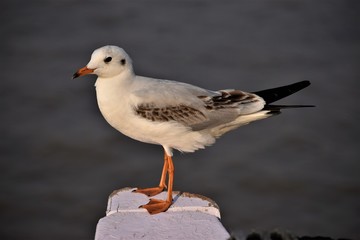 Beautiful Seagull sitting on the edge of a ship, Mumbai