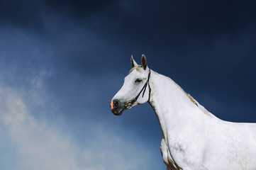 Obraz na płótnie Canvas Portrait of a white horse in a bridle on a background of a stormy sky