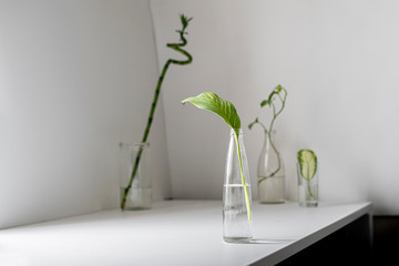 three bottles with water and the  growing leaf plants in them on shelf at home