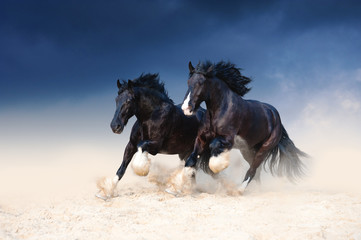 Two heavy-duty black beautiful horse galloping along the sand, kicking up dust on the background of a stormy sky. Pair of horses running free.