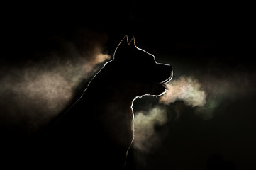 Silhouette of a breed of dog breeds American Staffordshire Terrier in backlight on a black...