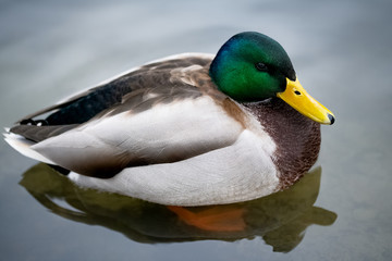 one wild drake with a green head swims in a pond