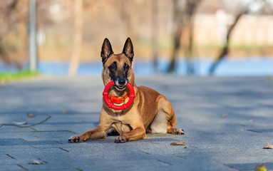Malinois belgian shepherd with red ring toy