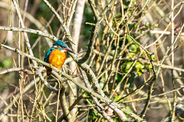 Female kingfisher (Alcedo atthis) perched on winter tree branches in St Albans, Hertfordshire, UK