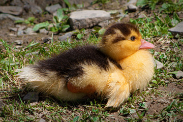 Fluffy Ducking is only a couple days old in Upstate NY