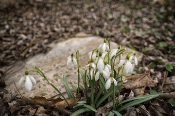 Old Jewish cemetery in spring