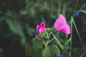The blooming of rose in the garden