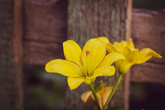 Yellow watsonia on wooden background
