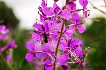 Fototapeta premium Bee on purple Ivan-tea