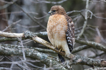 Red-shoulder hawk