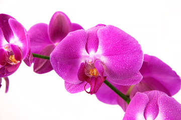 Purple orchids on a white background. A branch with graceful, delicate flowers. Close-up. Exotic plants in raindrops.