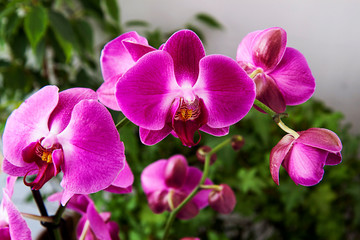 Bright Pink orchids on a green leaves background. A branch with graceful, delicate flowers. Close-up. Exotic plants.