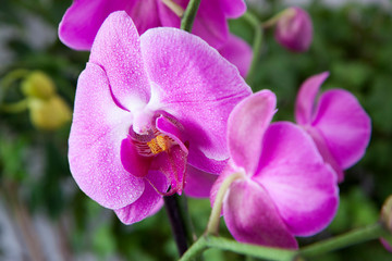 Bright Pink orchids on a green leaves background. A branch with graceful, delicate flowers. Close-up. Exotic plants in raindrops.