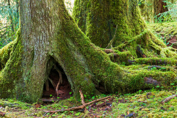 The base of moss covered trees in the Hoh Rain Forest, Olympic National Park, Washington, USA