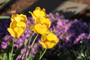 Obraz premium Yellow Feather Tulips over Purple Spring Phlox