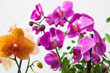 Bright Pink and yellow orchids with green leaves. A branchts with graceful, delicate flowers. Close-up. Exotic plants in raindrops.