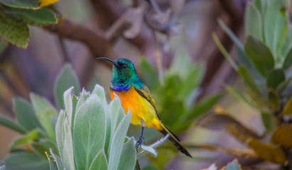 Close up of a beautiful colorful Cape hummingbird sitting on a Protea tree in nature.