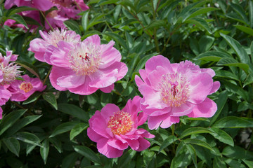 Pink peonies and buds with leaves. Luxurious fresh flowers in the flowerbed. Bright spring day in the park. Abundant flowering.