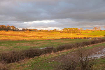 Naklejka premium Scottish Fields and Hedgerows of Cunninghamhead at Sunset in Irvine North Ayrshire Scotland land of Robert Burns.