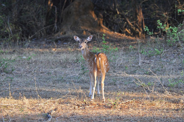 The sika deer at the edge of a forest in Yala Sri Lanka National Park.