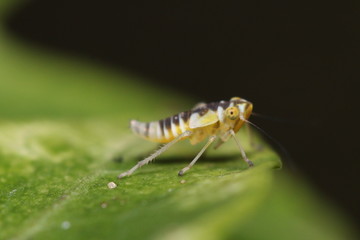 Auchenorryncha nymph on leaf