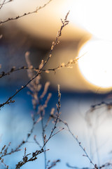 Fototapeta na wymiar Blurry abstract bokeh view of branches, water, and sunset at Bosque del Apache National Wildlife Refuge, New Mexico, USA