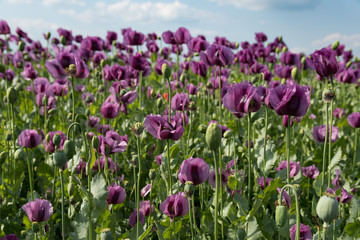 Fototapeta premium Purple poppy in the bloom on the field in the spring
