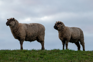 Schafe einer Schafherde grasen auf einer grünen Wiese mit dichtem Winterfell bereit zur Ernte der Schurwolle und gut gewärmt für artgerechte Weidehaltung auf einem Biobauernhof