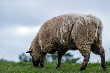 Schafe einer Schafherde grasen auf einer grünen Wiese mit dichtem Winterfell bereit zur Ernte der Schurwolle und gut gewärmt für artgerechte Weidehaltung auf einem Biobauernhof