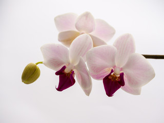 Obraz na płótnie Canvas Gentel Orchid. Blossom purple Phaleanopsis. dendrobium orchid. pink and white orchid isolated on white background. Close up. Postcard beauty and agriculture idea concept design. Soft focus