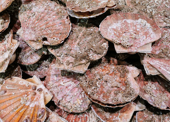 Closeup view of fresh scallop shell on sale on local market