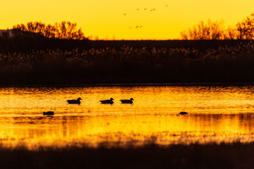 Obraz na płótnie Canvas Group of ducks silhouetted against a yellow orange sky landscape at sunrise or sunset in Bosque del Apache National Wildlife Refuge, New Mexico, USA