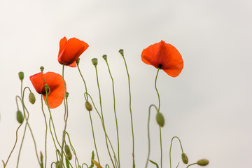 Fototapeta premium floral design, decoration flowers. Beautiful red poppies in front of white sky