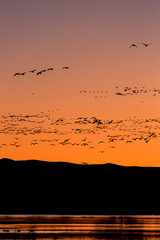 Flock of snow geese birds flying at sunrise blastoff in Bosque del Apache wildlife refuge in New Mexico, USA