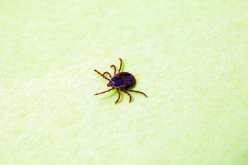 A dangerous parasite and infection carrier mite